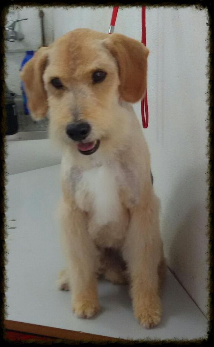 Kimbo tras su corte de raza en nuestra peluquería canina