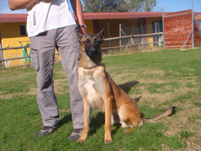 CONECTAR CON EL PERRO